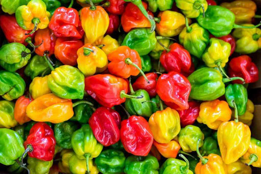 Habanero Hot Peppers - 1LB